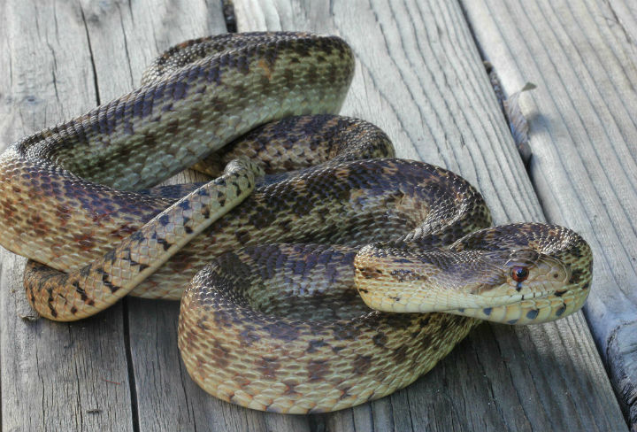 Pacific Gopher Snake